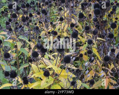 Garden Coneflower (Echinacea) seed heads and leaves in autumn colour, Hessen, Germany, Europe Stock Photo