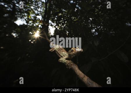 Leaf-tailed gecko (Uroplatus sikorae) in the rainforests of Analamazaotra National Park, eastern Madagascar Stock Photo