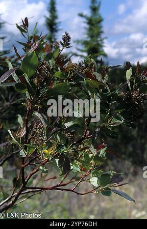 Balsam Willow (Salix pyrifolia) Stock Photo