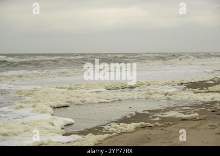 North Sea, surf, with seaweed foam in the Netherlands Stock Photo