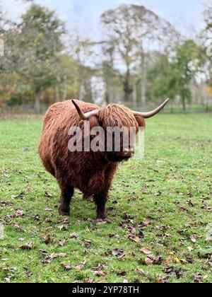 Portrait of a funny scottish highland cattle calf on a pasture in ...