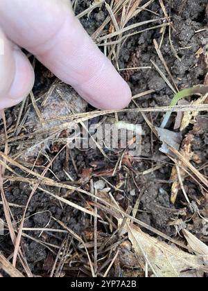 Halberd-leaved violet (Viola hastata) Stock Photo