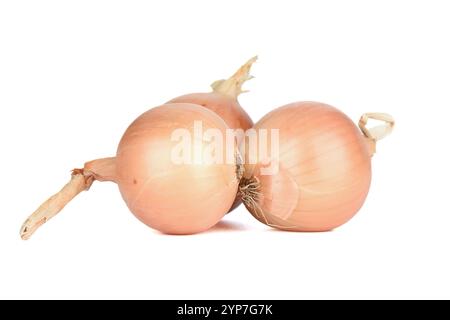 Three real raw unpeeled onions on a white background. Copy space. Stock Photo