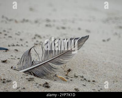 A feather lies gently on a sandy beach, surrounded by small sea shells and fine grains of sand, capturing the tranquility of a coastal landscape. Soft Stock Photo