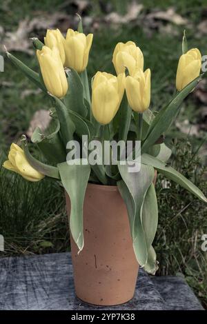 Yellow tulips in a clay vase Stock Photo