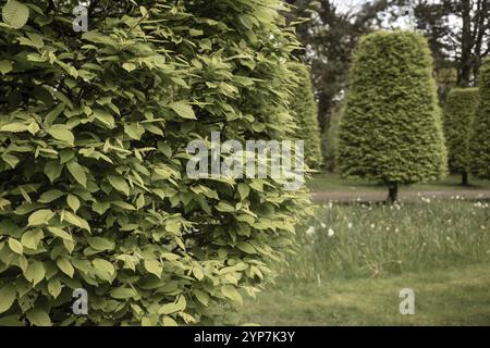 Hornbeam (Carpinus betulus) cut to shape Stock Photo