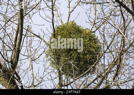 European mistletoe in a tree Stock Photo
