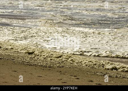 North Sea, surf, with seaweed foam in the Netherlands Stock Photo