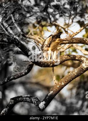 Juvenile Changeable hawk-eagle or crested hawk-eagle (Nisaetus cirrhatus), kabini, nagarahole national park, india Stock Photo