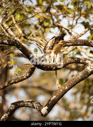 Juvenile Changeable hawk-eagle or crested hawk-eagle (Nisaetus cirrhatus), Kabini reserve. Nagarahole National Park, india, Stock Photo