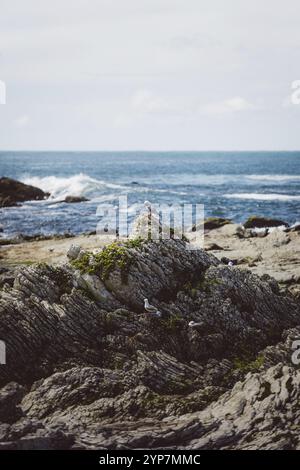 Seagulls resting on jagged rocks overlooking the sea, Kaikoura, New Zealand, Oceania Stock Photo