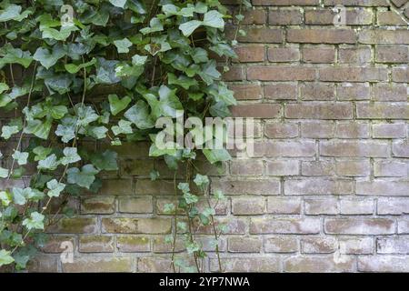 Ivy on a brick wall Stock Photo