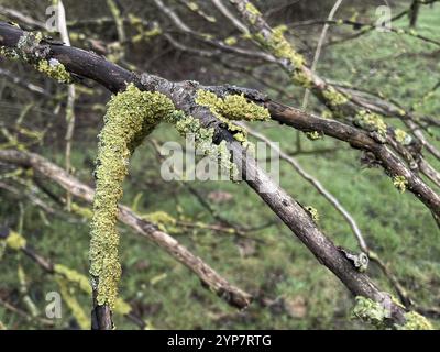 Lichen on a branch Stock Photo