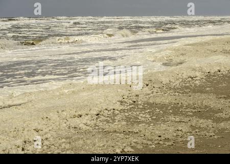 North Sea, surf, with seaweed foam in the Netherlands Stock Photo