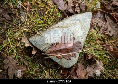 Brown oak leaf resting on grey stone in autumn grass Stock Photo