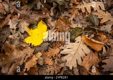 Bright yellow maple leaf standing out among dried brown oak leaves in autumn Stock Photo