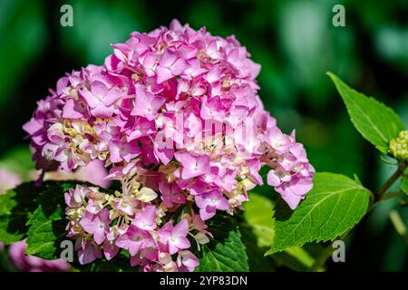 Pink hydrangea in the garden Stock Photo