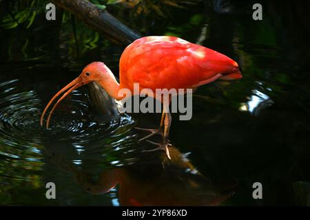 Scarlet Ibis, Eudocimus ruber, wading in small a pond Stock Photo