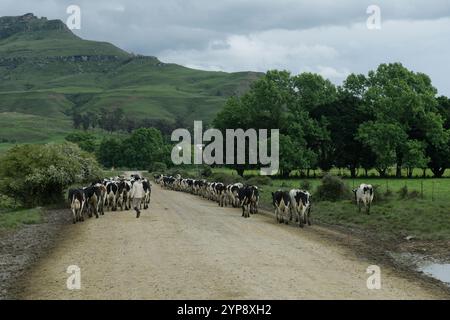 Dairy farming, herd of milk cows walking on farm road, KwaZulu-Natal, South Africa, livestock ranching in Africa, cattle ranch, agriculture, animals Stock Photo