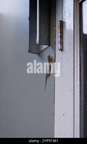 House lizard on the wall. Stock Photo