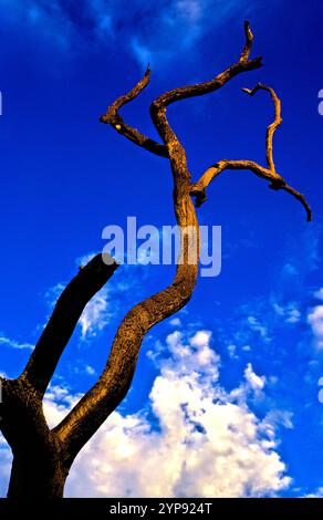 Dead leafless tree, Pilbara,  Northwest Australia Stock Photo