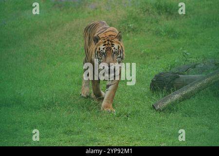A bengaltiger walks around observing the surroundings Stock Photo