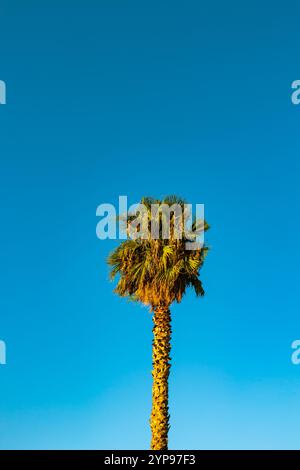 A palm tree isolated on clear blue sky background. Vertical palm tree photo. Stock Photo