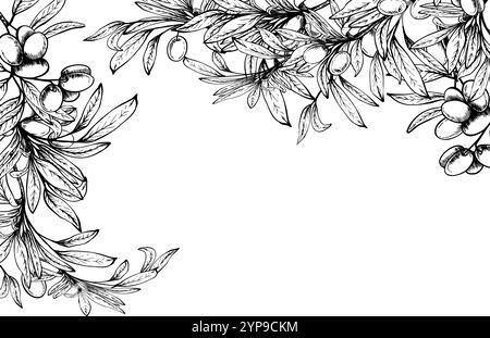 Olive rectangular, square Frame. Hand drawn Olive Branches and Fruits ...