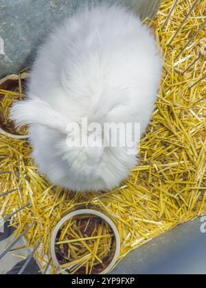 White Red-eyed Angora Rabbit at the National exhibition of farming ...