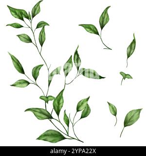 A green twig with leaves. Watercolor illustration. Isolate on a white ...