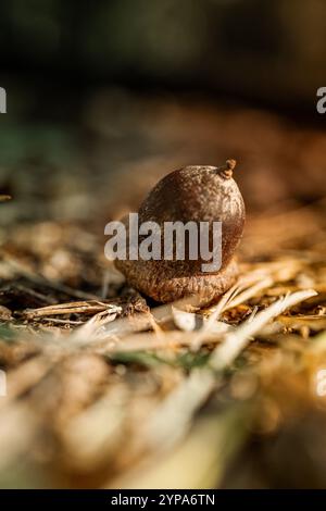 Acorn on Forest Floor in Autumn Stock Photo