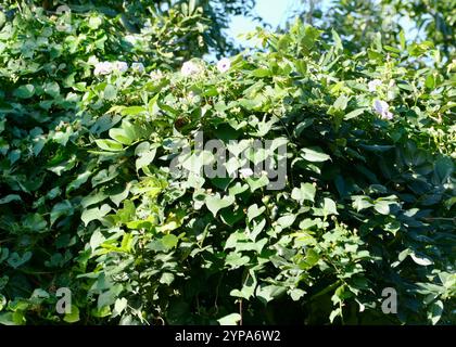 Bejuco de puerco (Ipomoea tiliacea), Plantae, Noord, Paramaribo ...