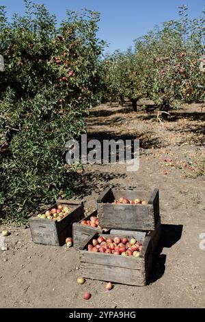 Wooden crates filled with apples under apple trees in an orchard. Stock Photo