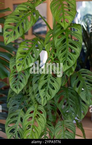 monstera thai constellation big Monstera Thai Constellation Houseplant with Planter - Large (2'-3' tall) Cement Grey Planter