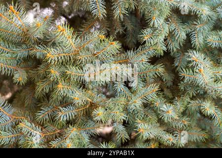 A close up of a tree with many green leaves and brown tips Stock Photo