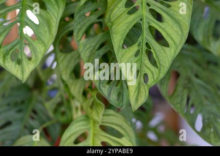 Monstera Adansonii leaves background texture Stock Photo