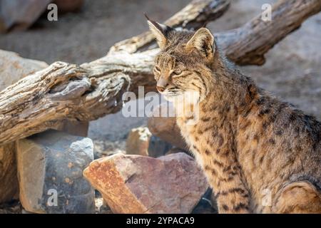 A yellow and black spotted Bobcat in Tucson, Arizona Stock Photo