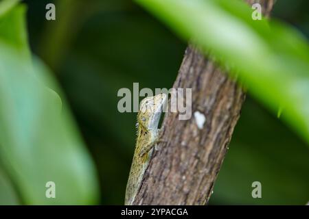 Close-up view of lizard on branch Stock Photo