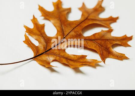 Close-up of a dried oak leaf on a white background Stock Photo