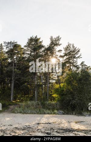 Beach view of sun shining through pine tree forest Stock Photo
