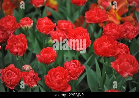 Red peony-flowered Double Early tulips (Tulipa) Pamplona bloom in a garden in April Stock Photo