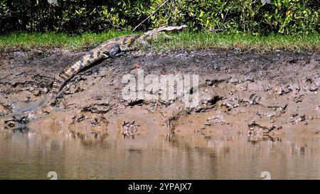 West African Crocodile (Crocodylus suchus) Stock Photo