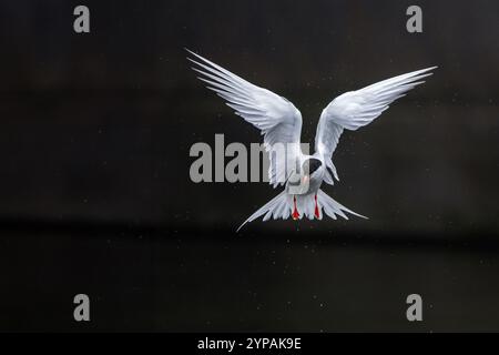 Common tern (Sterna hirundo), hovering, searches for food in the water, Madeira Stock Photo