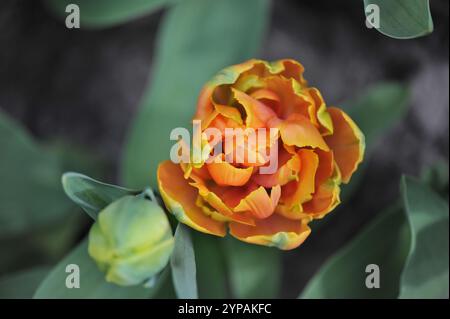 Orange peony-flowered Double Late tulips (Tulipa) Penelope bloom in a garden in April Stock Photo