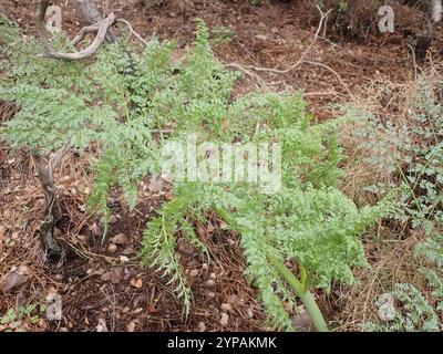 giant Tangier fennel (Ferula tingitana) Stock Photo