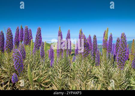 pride of Madeira, tower of jewels (Echium candicans, Echium fastuosum), flowering plants at Pico de Arieiro, Madeira Stock Photo