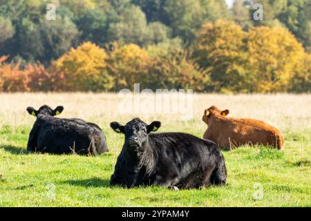 three Cows lying down in grass pasture on a sunny day Stock Photo