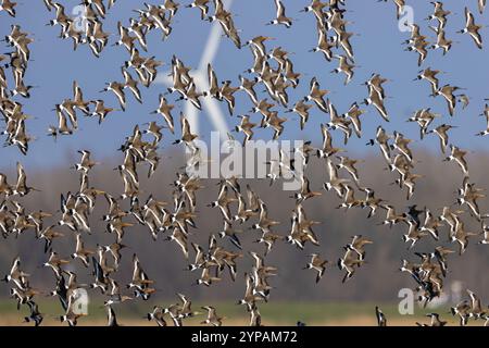 black-tailed godwit (Limosa limosa), large flock in flight, Netherlands, Gelderland, Nijkerk Stock Photo