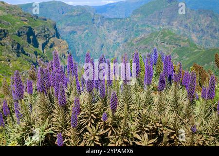 pride of Madeira, tower of jewels (Echium candicans, Echium fastuosum), flowering plants at Pico de Arieiro, Madeira Stock Photo