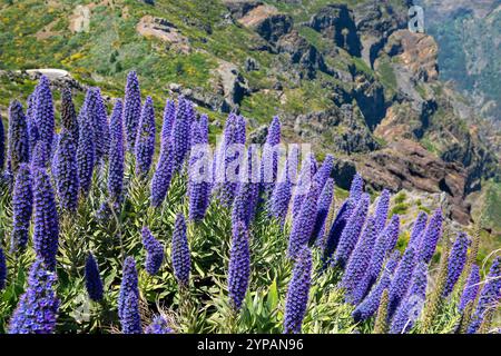 pride of Madeira, tower of jewels (Echium candicans, Echium fastuosum), flowering plants at Pico de Arieiro, Madeira Stock Photo